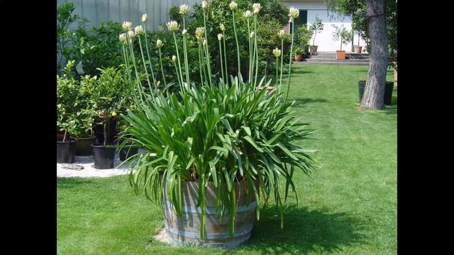 АГАПАНТУС (AGAPANTHUS) сем. Луковые смотреть онлайн