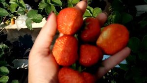 Сбор урожая клубники. СОРТА ДЛЯ СИБИРИ.