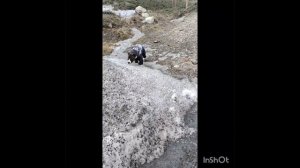 Красивая собака пошла на прогулку. Амстафф Ортия. Сначала было весело.По итогу, порвали комбинезон.