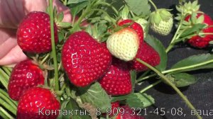 СВИТ ЭНН ремонтантный сорт клубники