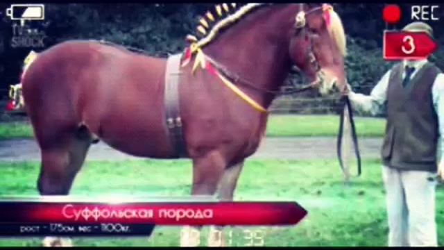 Топ 10 тяжеловозы лошадей!!