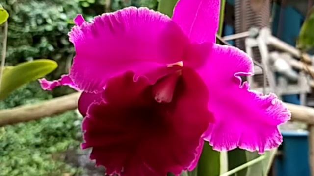 Cattleya Guanmiau City 'Black Ruby' смотреть онлайн