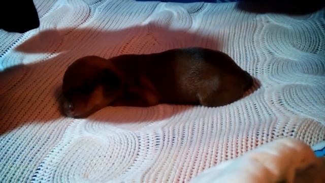 Новорожденная такса Марго - дочь Лизы и Берти. 6 часов отроду. Newborn puppy mini dachshund смотреть онлайн