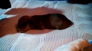 Новорожденная такса Марго - дочь Лизы и Берти. 6 часов отроду. Newborn puppy mini dachshund