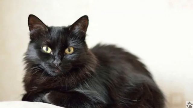 Алфавит в 4 лапы/Й: Йоркская шоколадная кошка/История породы/ характер/отличительные черты/