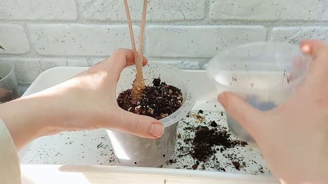 Пересадка трех молодых Алоказий смотреть онлайн