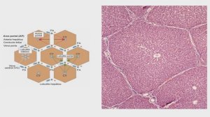 Histología del sistema digestivo (Glándulas anexas) CAPÍTULO 14