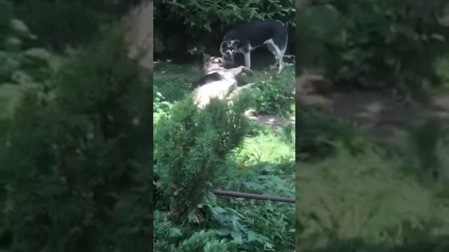 Жизнь прекрасна ! ВЕО овчарки . смотреть онлайн