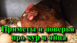 Приметы и поверья про кур и яйца