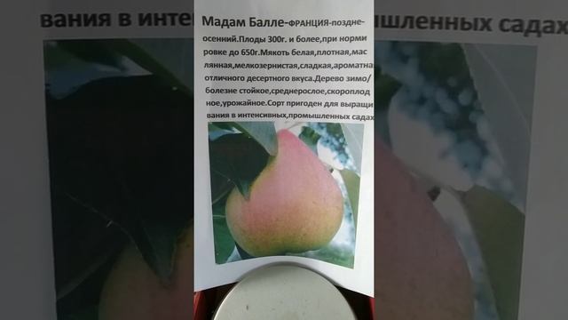 груша Мадам Бале,сигналки 2021 смотреть онлайн