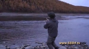 Рыбалка. Лов тайменя на воблер. Река Мойеро.