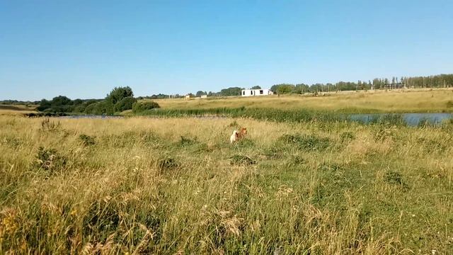 Сиба ину не лают смотреть онлайн