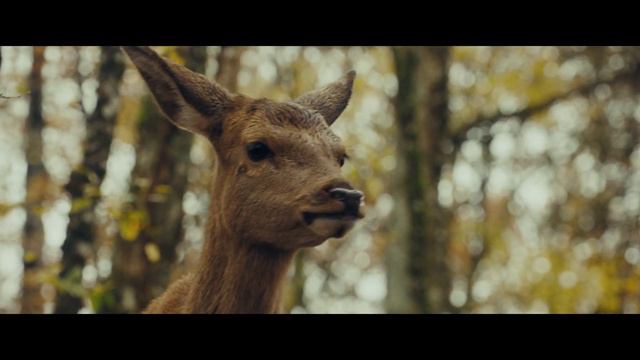 Бемби. История жизни в лесу - Русский трейлер (2024) смотреть онлайн