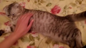 Кошка хочет кота и разговаривает с хозяйкой