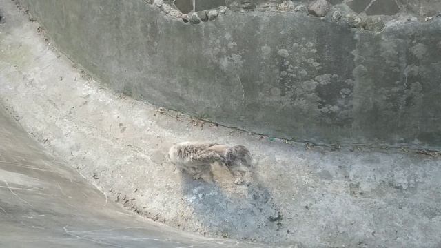 Московский зоопарк смотреть онлайн