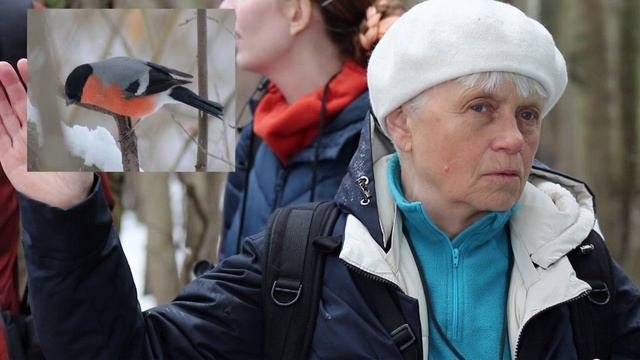Снегирь.