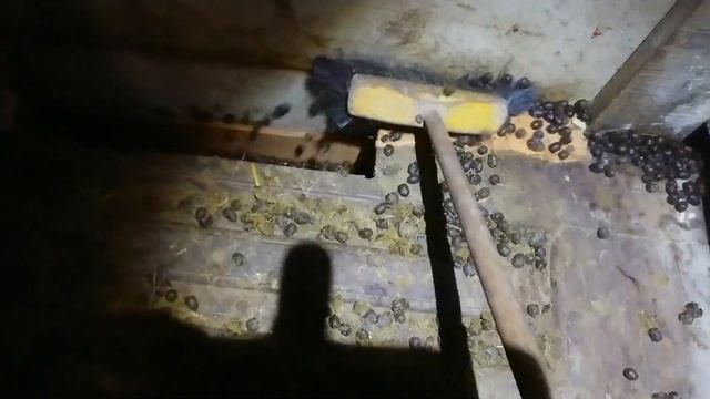 Бизнес на какашках или как собрать козий помет на удобрения