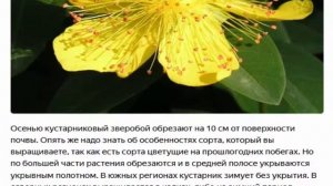 Кустарниковый зверобой