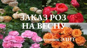 Заказ роз на весну 2022! Питомник роз ЭЛИТ Краснодарский край.