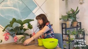 Монстера Пересадка Уход после пересадки