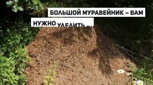К чему снится муравейник?