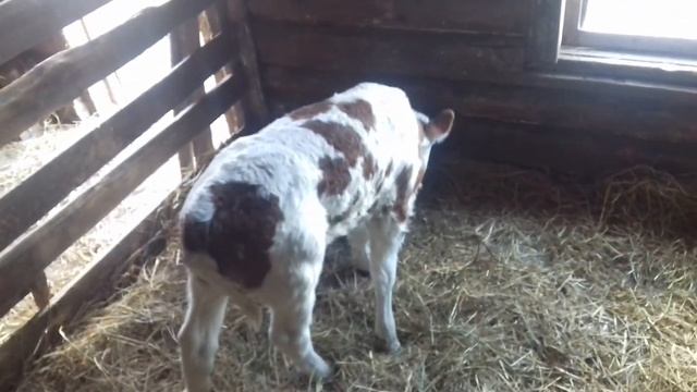 Как и чем кормить теленка смотреть онлайн