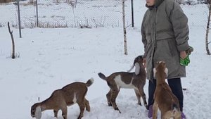 Козочки - нубиечки. #нубийские_козы#козлята