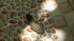 Брюхоногий моллюск / слизень / слизкяк (Индонезия)