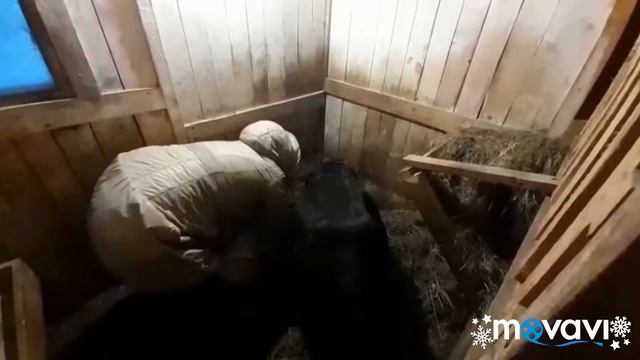 ?Двойной окот козы, ПЯТЬ козлят! Козы! Жизнь в деревне? смотреть онлайн