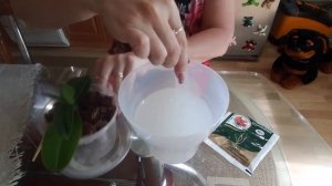 Внимание! ☝️Эксперимент продолжается. ?Поливаем мини орхидею с Корневином. ?Часть 2