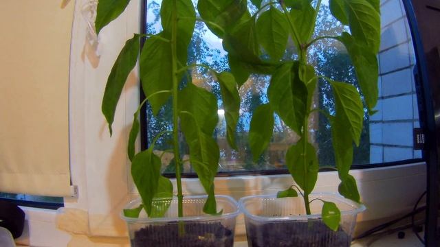 Перцы стояли без полива и оживление смотреть онлайн