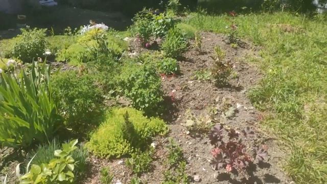 У квохи первенец!. Козы паркурщицы. Что с малиной, посаженной без перекопки?/Из города в станицу. смотреть онлайн