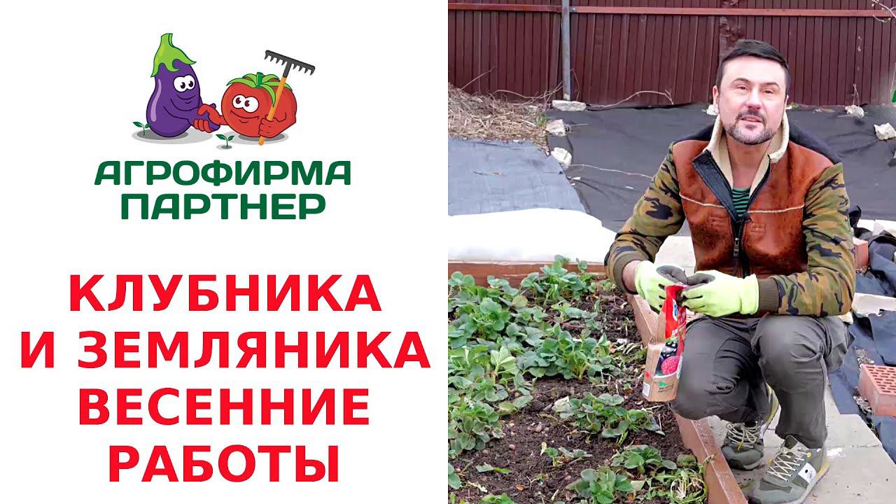 КЛУБНИКА И ЗЕМЛЯНИКА. ВЕСЕННИЕ РАБОТЫ