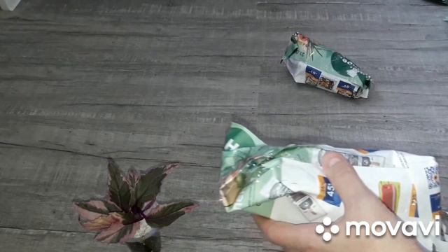 КОМНАТНЫЕ РАСТЕНИЯ(ЦВЕТЫ).ПОСЫЛКА С НОВИНКАМИ.АХ,ЭТА РОЗОВАЯ ВАРИЕГАТНОСТЬ! смотреть онлайн