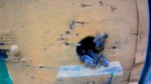 Пчелиный напад.Способы борьбы с пчелиным нападом,воровством.Пчеловодство начинающим