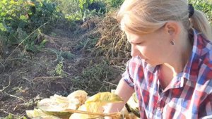 Танцы с гарбузами . Что это за чудо гарбуз или тыква ?