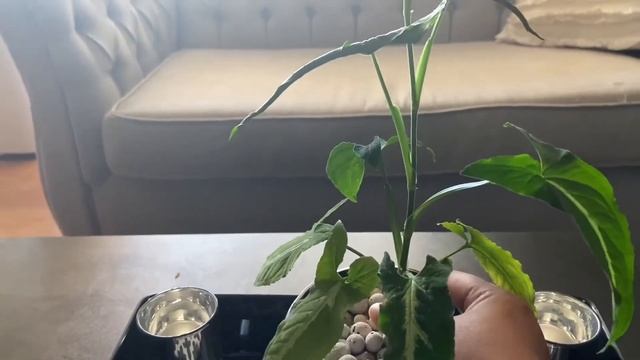 MY HOUSEPLANT SYNGONIUM WENDLANDII / TORONTO смотреть онлайн