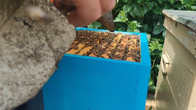 ПЧЁЛЫ НЕ РОЯТСЯ Я СПОКОЕН первый осмотр семьи за два месяца нет малейшего намёка на роение ✅☝️? смотреть онлайн