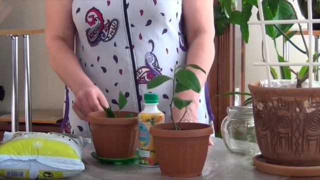 Как вырастить лимон в домашних условиях.Как вырастить лимон дома.