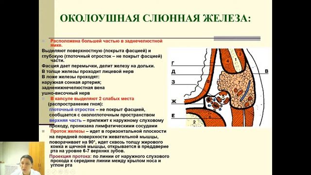 Топографическая анатомия  Голова