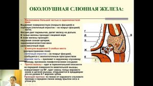 Топографическая анатомия Голова