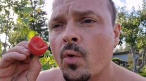 Pienolo Del Vesuvio , Везувий жёлтый и красный. Сравнение вкуса 👌 Very tasty 🍅