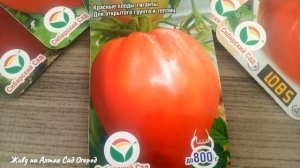 Томат Сибиряк с ПЛОДАМИ ГИГАНТАМИ