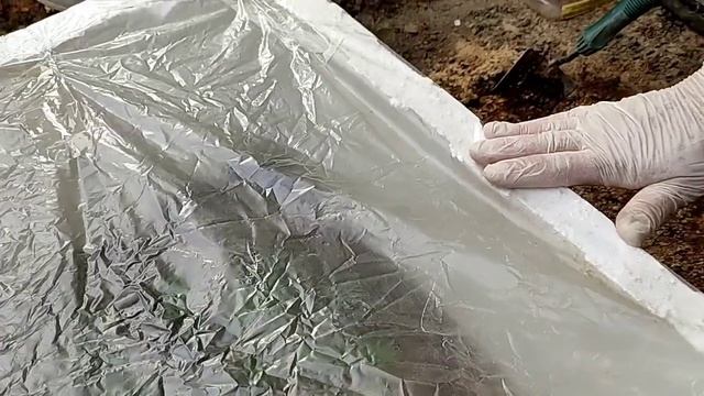 Черенкование и нормирование метельчатых гортензий.