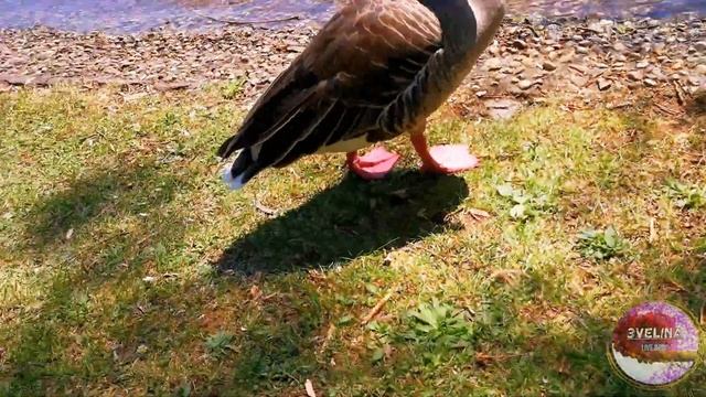 Вело прогулка по Мюнхену. Школа, работа, парк. 23.04.20. München mit dem Fahrrad. смотреть онлайн