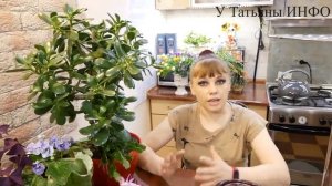 Быстро растут и не болеют! ПЕРЕКИСЬ ВОДОРОДА для комнатных растений