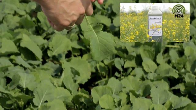 РЦИ Липецкой обл. представляет современную агрохимическую лабораторию для анализа почвы и растений смотреть онлайн