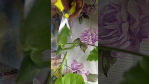 пеларгония Калиопа Дарк Рэд..черенкуем