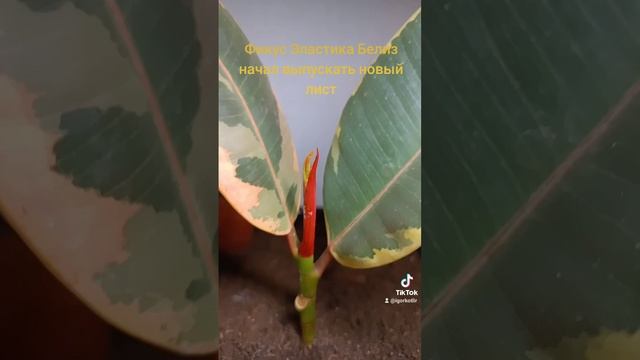 Фикус Эластика Белиз начал выпускать новый лист. смотреть онлайн