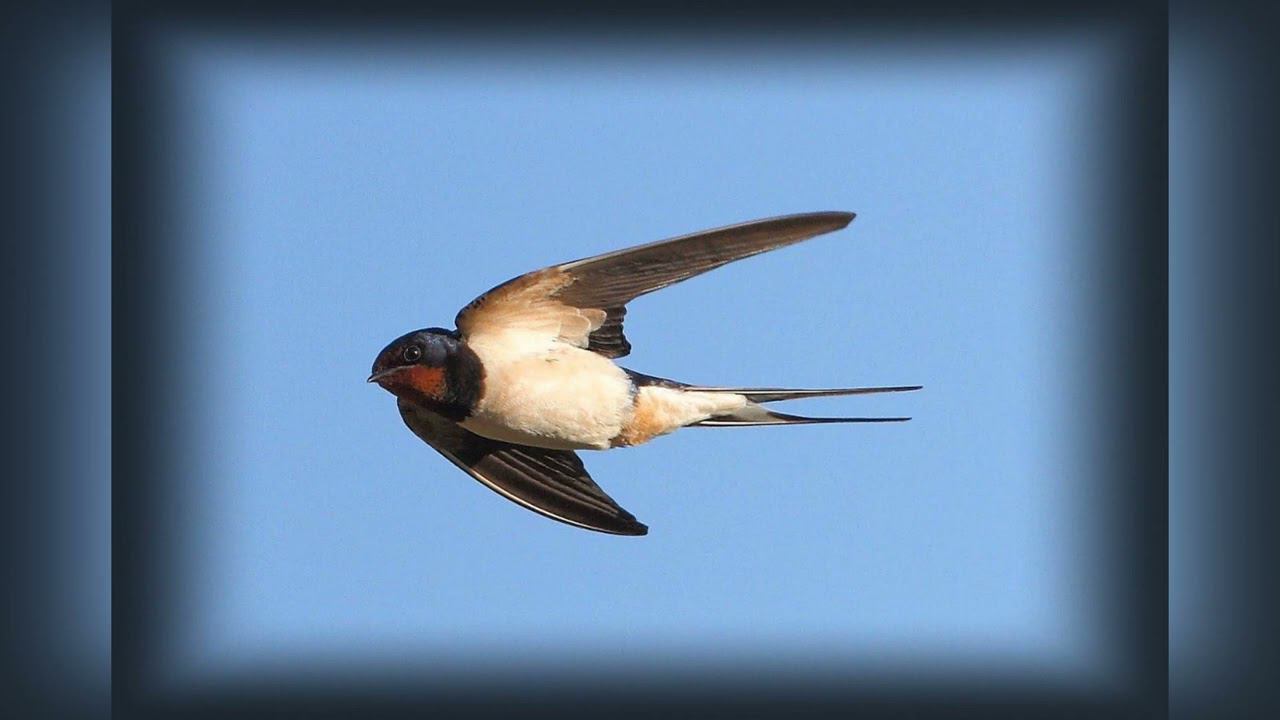 Чубарук - минус (КАРАОКЕ) смотреть онлайн